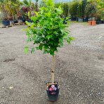Ibištek sýrsky (Hibiscus syriacus) ´TRICOLOR´ – výška 100-120 cm, kont. C5L - NA KMIENKU 